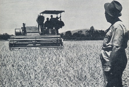 Throughout apartheid the National Party took pride in the fact that they provided 'the cheapest bread in the world'; here a farmer looks on as his crop is harvested, the beginning of the wheat-to-bread commodity chain. Western Cape, South Africa, 1959.     From, a political publication entitled 'Die Toekoms' (The Future), by M.P.A Malan, Inligtingsdiens van die Nationale Party (Information Service of the National Party), Johannesburg (1966).